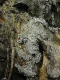 Cladonia petrophila image