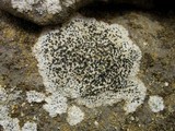 Buellia maritima image