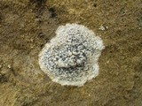 Buellia maritima image