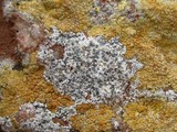 Buellia maritima image
