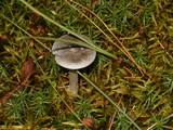 Cantharellula umbonata image