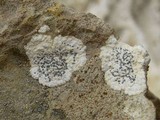 Buellia maritima image
