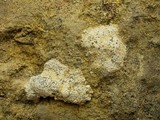Buellia maritima image