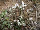 Cladonia apodocarpa image