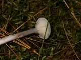 Cantharellula umbonata image