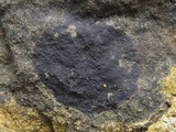 Hydropunctaria maura image