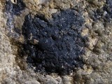 Hydropunctaria maura image