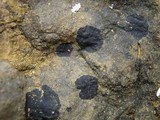 Hydropunctaria maura image