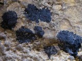Hydropunctaria maura image