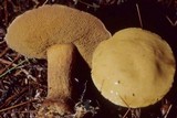 Suillus punctipes image