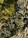 Leptogium corticola image