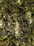 Leptogium corticola image