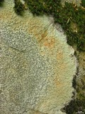 Porpidia albocaerulescens var. albocaerulescens image