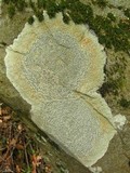 Porpidia albocaerulescens var. albocaerulescens image
