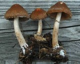 Psathyrella delineata image