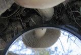 Tricholoma pardinum image