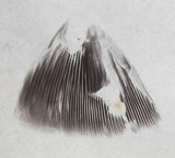 Psathyrella delineata image