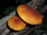 Xeromphalina tenuipes image