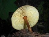 Xeromphalina tenuipes image