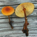 Xeromphalina tenuipes image