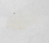 Xeromphalina tenuipes image