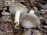 Lactarius argillaceifolius image