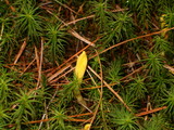 Neolecta irregularis image