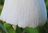 Conocybe apala image