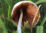 Conocybe apala image