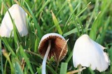 Conocybe apala image