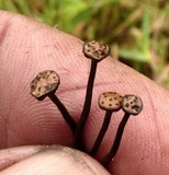 Poronia pileiformis image