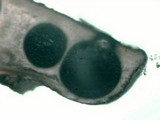 Poronia pileiformis image