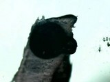 Poronia pileiformis image