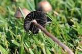 Panaeolus cinctulus image