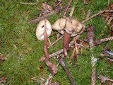 Cudonia circinans image