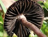 Panaeolus cinctulus image