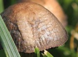 Panaeolus cinctulus image