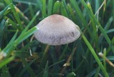 Panaeolus cinctulus image