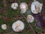 Russula crassotunicata image