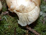 Russula crassotunicata image