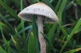 Panaeolus cinctulus image