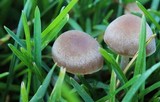 Panaeolus cinctulus image