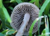 Panaeolus cinctulus image