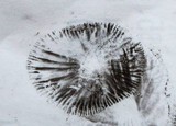 Panaeolus cinctulus image