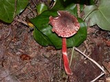 Lepiota flammeatincta image