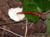 Lepiota flammeatincta image
