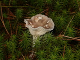 Cantharellula umbonata image