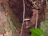 Lepiota flammeatincta image