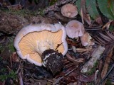 Cantharellus roseocanus image