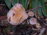 Cantharellus roseocanus image